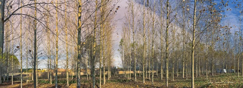 Panoramic view of a forest with leafless trees in autumn Stock Photos