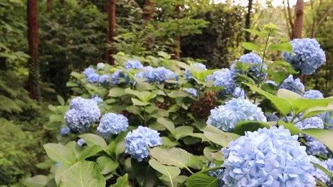Panoramic view of forest with light blue hydrangea flowers Stock Footage 245664845