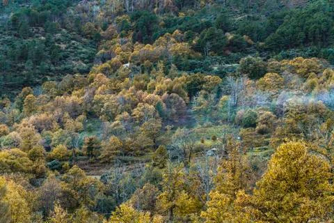 Panoramic view of a forest on a mountain slope during the autumn. Stock Photos