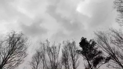 Panoramic view from the forest to the overcast sky Stock Footage 152500947