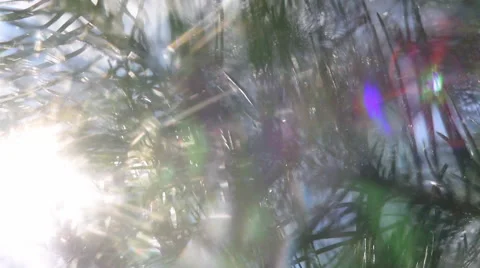 Panoramic view of forest scene with play of sun through pine branch on the wind Vídeo Stock 54073082