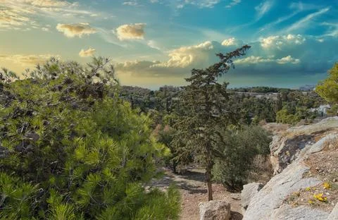 Panoramic View of forest with trees  from Acropolis Hill at Sunset Stock Photos
