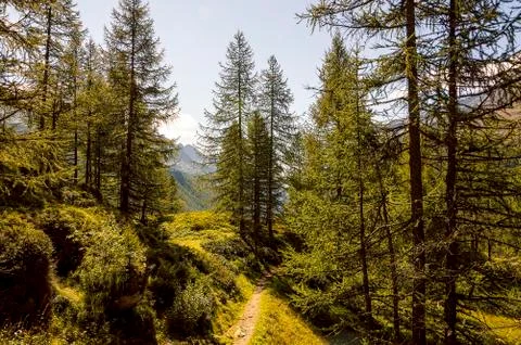 Panoramic view of a forest in the valley of Gressoney near Monte Rosa Stock Photos