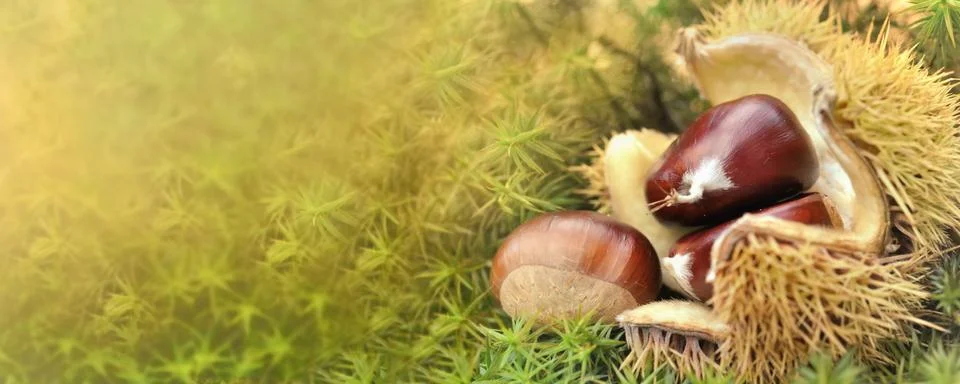 Panoramic view on a freshness chesnut in shell  falled on the ground covered Stock Photos