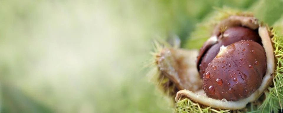 Panoramic view on a freshness chesnut in shell and covered with water drops o Stock Photos