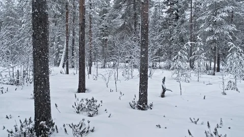 Panoramic view of a frozen forest Stock Footage 129045285