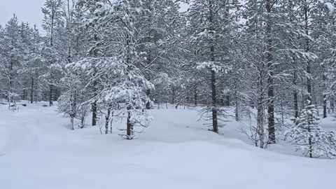 Panoramic view of a frozen forest Stock Footage 129045309