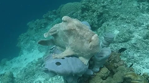 Panoramic view of a giant white frogfish Vídeos de archivo 314382100