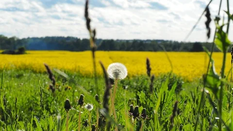 Panoramic view of golden grain fields Stock Footage 112293214