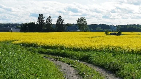 Panoramic view of golden grain fields Stock Footage 112294690