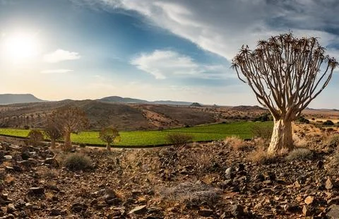 Panoramic view of grape vines and quiver tree in the Northern Cape, South Africa Stock Photos