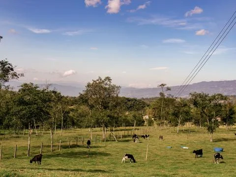 Panoramic view of a grass field with some calves grazing in a quite clear mor Stock Photos