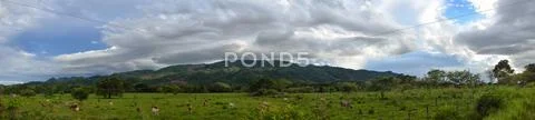Panoramic view of grazing on the background of green mountains cows at sunset Stock Photos