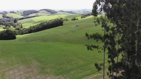 Panoramic View Of Green Agricultural Fields, Forests And Eucalyptus Grove Stock Footage 191584043
