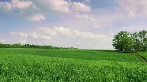 Panoramic view of green field of wheat Stock Footage 50452946