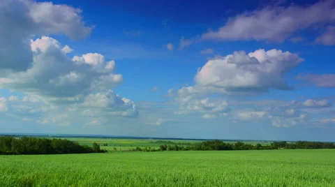 Panoramic view of green field of wheat a clear sunny day Stock Footage 50887826