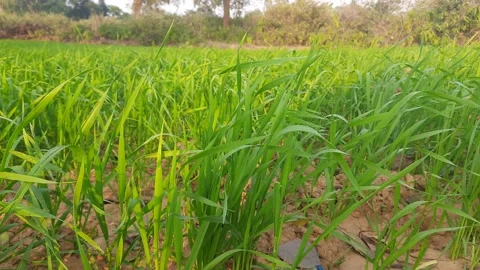 Panoramic view of green field of wheat. Stock Footage 145966908