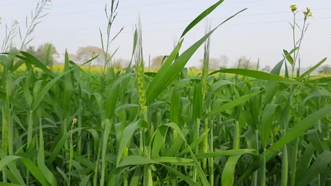 Panoramic view of green field of wheat. Stock Footage 149180339