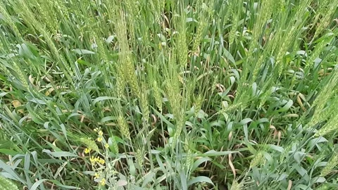 Panoramic view of green field of wheat . Stock Footage 173714560