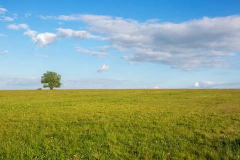 Panoramic view of green fields and tree with blue sky Stock Photos