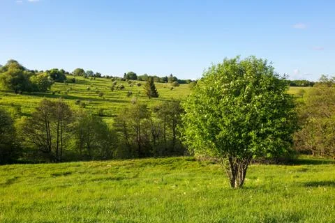 Panoramic view of green fields and tree with blue sky Stock Photos