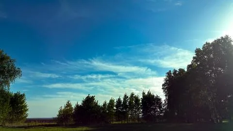 Panoramic view of a green forest edge with a row of trees and a clear blue sk Stock Photos