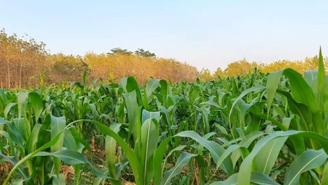 Panoramic View of Green Maize Field in Rural Agriculture Landscape Video stock 319341473