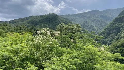 Panoramic view of the green mountain Stock Photos