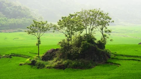 Panoramic View of Green Rice Fields in Pu Luong Video stock 344019483