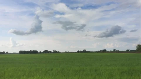 Panoramic View Of Green Rice Paddy Field Under Soft Cloudy Blue Sky Stock Footage 341428016