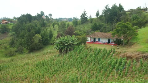 A panoramic view of a green rural landscape in Colombia with bean crops Vídeo Stock 155304261