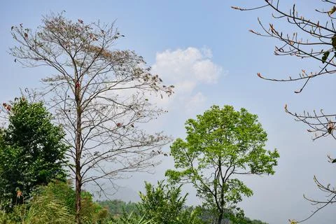Panoramic view of green trees with cloudy blue sky . Stock Photos