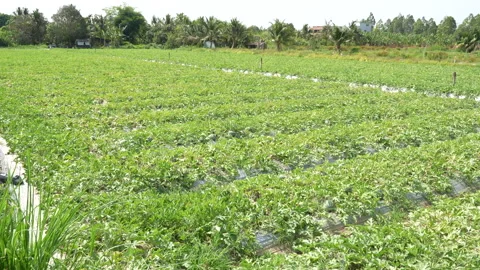 Panoramic view of green watermelon field near harvest. Video stock 333373836