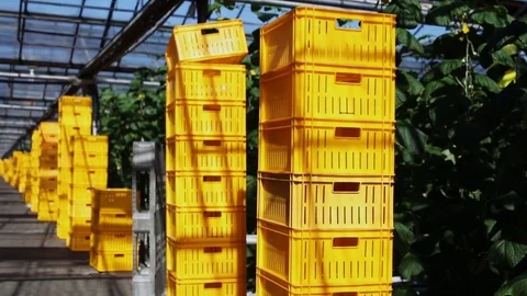 Panoramic view of greenhouse 스톡 동영상 74474691