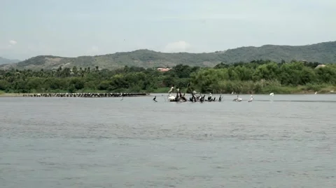 Panoramic view of a group of pelicans into a lagoon Video stock 45476673