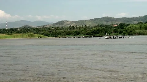 Panoramic view of a group of pelicans into a lagoon Video stock 45477313