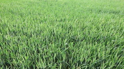 Panoramic View Of Half-Ripe Spikelets Of Cereal Crop Swaying In The Wind Stock Footage 294102284