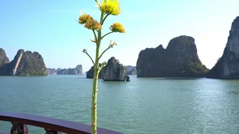 Panoramic View of Halong Bay Karst Islands Stock Footage 343256503