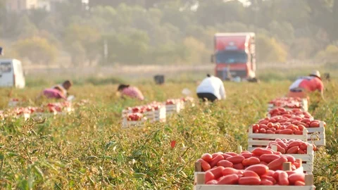 Panoramic view of harvesting tomatoes- August 2017,Rossano,Italy Stock-Footage 87350154