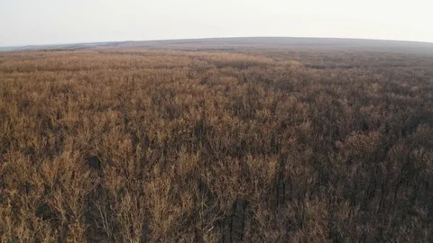 Panoramic view from the height of a mixed forest in early spring at sunset. A Stock Footage 129808127