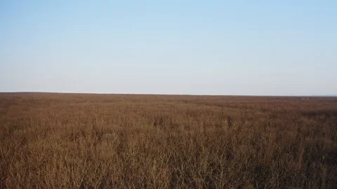 Panoramic view from the height of a mixed forest in early spring at sunset. A Stock-Footage 129808479