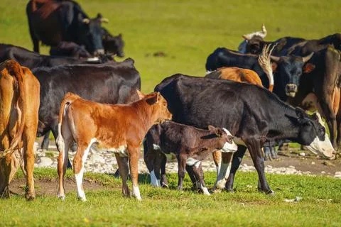 A panoramic view of a herd of cows grazing on a green field, without people, on Stock Photos