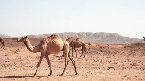 Panoramic view of herd wild dromedary camels grazing in the desert Stock Footage 253898302