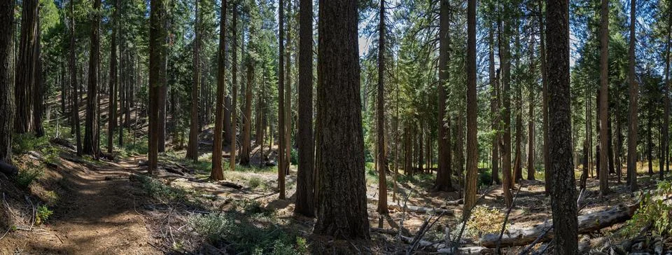 Panoramic view of hiking trail through pine forest in California Stock Photos