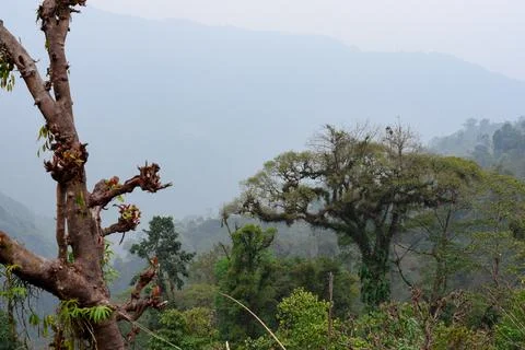 Panoramic view of himalayan forest in Todey, Kalimpong. Foto stock
