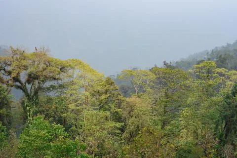 Panoramic view of himalayan forest in Todey, Kalimpong. Stock Photos