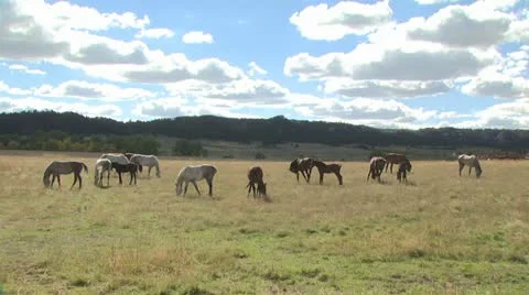 A Panoramic View of Horses Feeding In an Open Field On A Cloudy Day 스톡 동영상 19303851