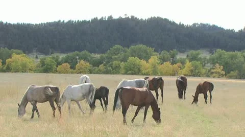 A Panoramic View of Horses Feeding In an Open Field On A Cloudy Day 2 Stock-Footage 19303894
