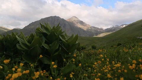 Panoramic view of idyllic mountain scenery  with fresh green meadows in bloom Stock Footage 87750316