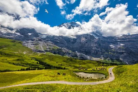 Panoramic view of idyllic mountain scenery in the Alps with fresh green mea.. Stock Photos